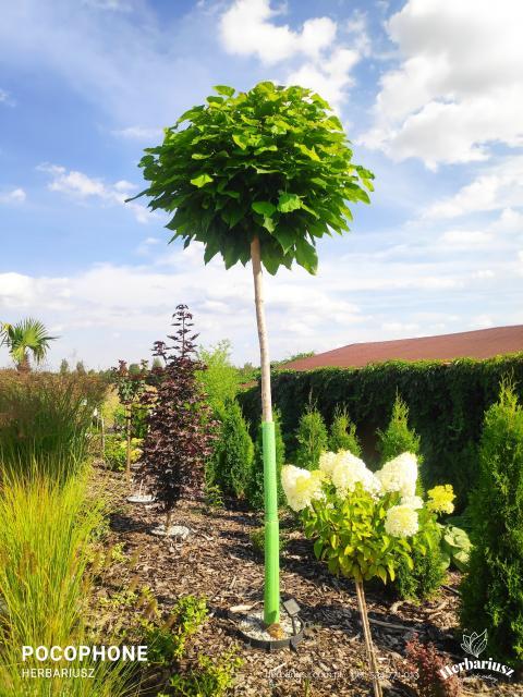 Katalpa nana na pniu - 200cm Odwód 10-12 cm