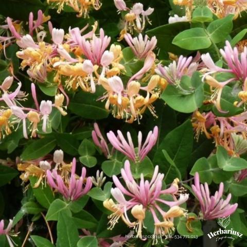 Wiciokrzew Lonicera caprifolium Inga - pachnący
