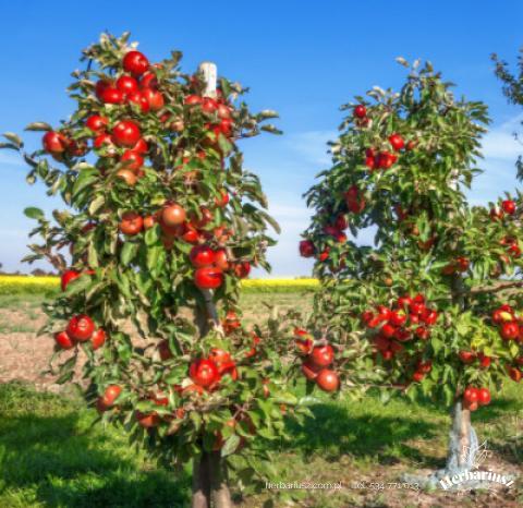 Jabłoń Delegrina MINI - Karłowa