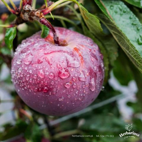 Jabłoń Red Delicious Jeromino - Późna deserowa