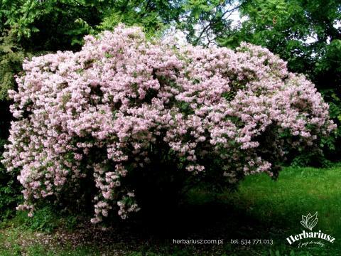Kolkwicja chińska Kolkwitzia amabilis 26