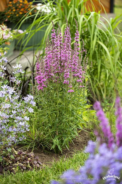 Krwawnica Hot Pink  -  Lythrum hybrida