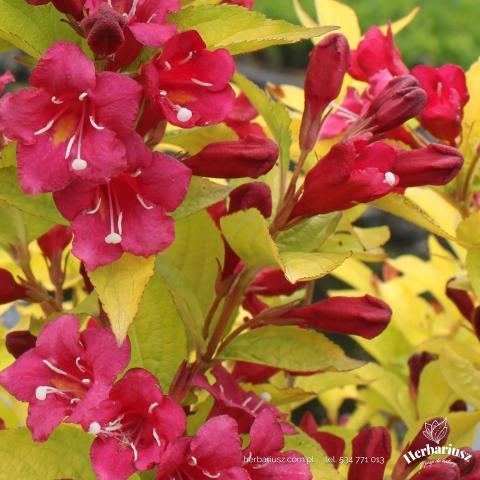 Krzewuszka cudowna Olympiade - Weigela