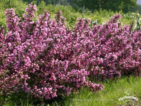 Krzewuszka cudowna Weigela Victoria