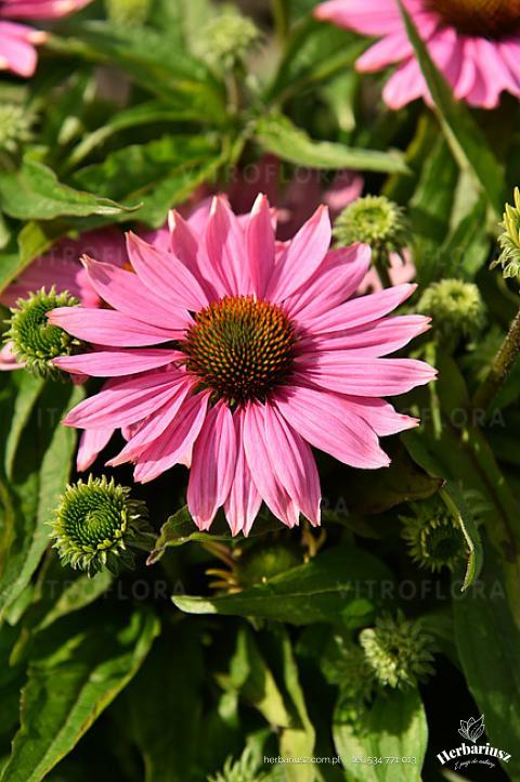 Jeżówka purpurowa Echinacea Light PinkPearl
