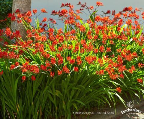 Krokosmia Cynobrówka Crocosmia Lucifer - Czerwona