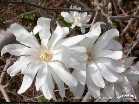 Magnolia gwieździsta Stellata 26