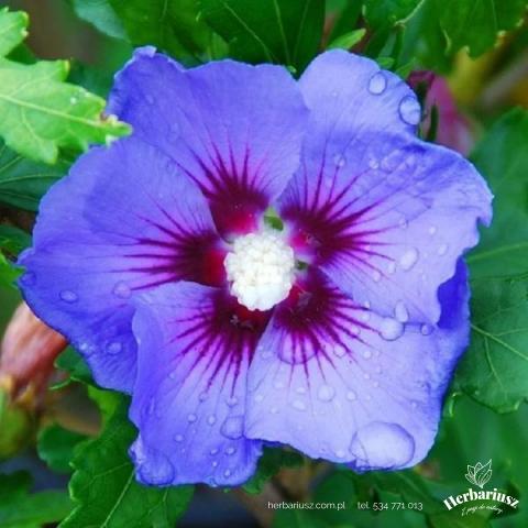  Hibiskus syryjski - Ketmia Marina