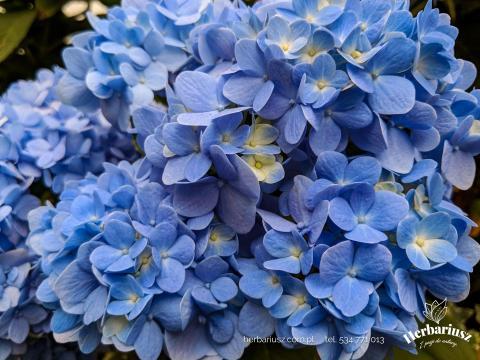 Hortensja ogrodowa Nikko Blue 26