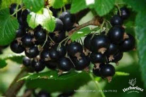 Porzeczka czarna Titania - Pienna Szczepiona Na pniu