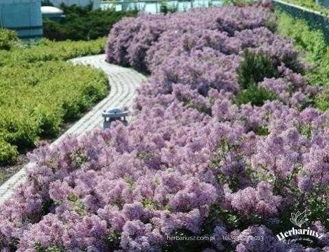 Lilak Bez Meyera Palibin -  Syringa meyeri 