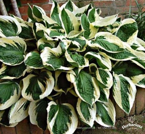 Hosta Funkia Patriot 26