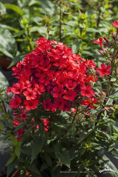 Floks Płomyk wiechowary Flame® Red