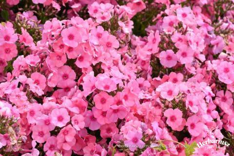Floks Płomyk wiechowaty Flame® Light Pink Imp.