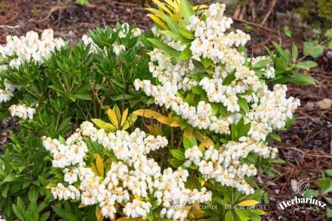 Pieris Prelude 