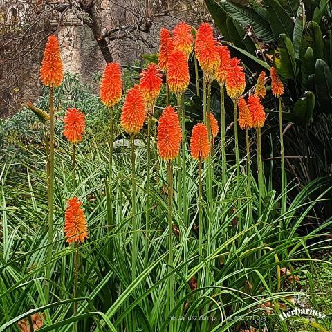  Trytoma groniasta Kniphofia Royal standard