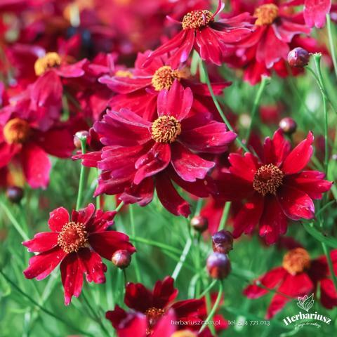 Nachyłek okółkowy Ruby Red - Coreopsis verticilata