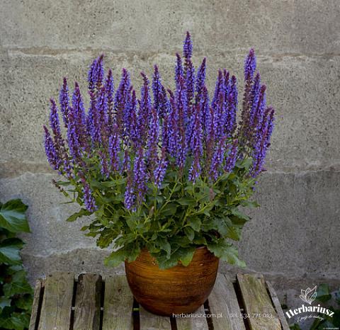 Szałwia omszona Blue Bouquetta - Niska 26