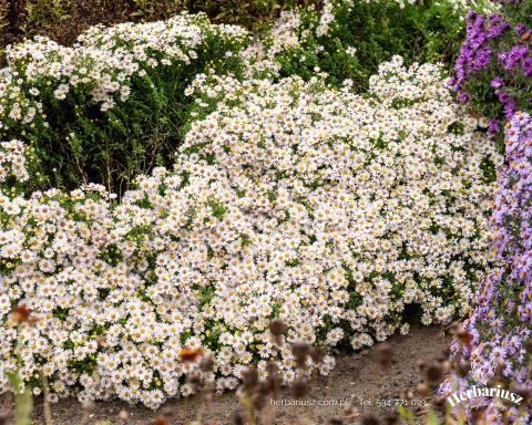 Aster krzaczasty Schneekissen