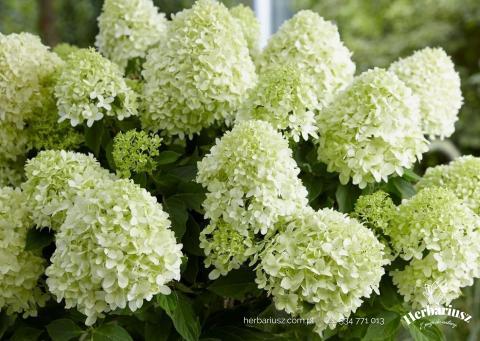 Hortensja bukietowa Skyfall - Na pniu 60cm  