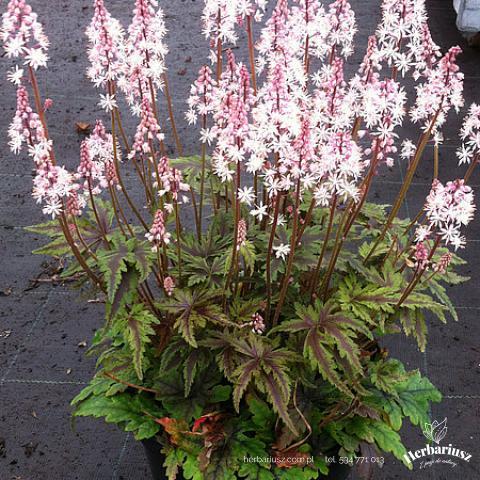 Tiarella Angel Wings 26