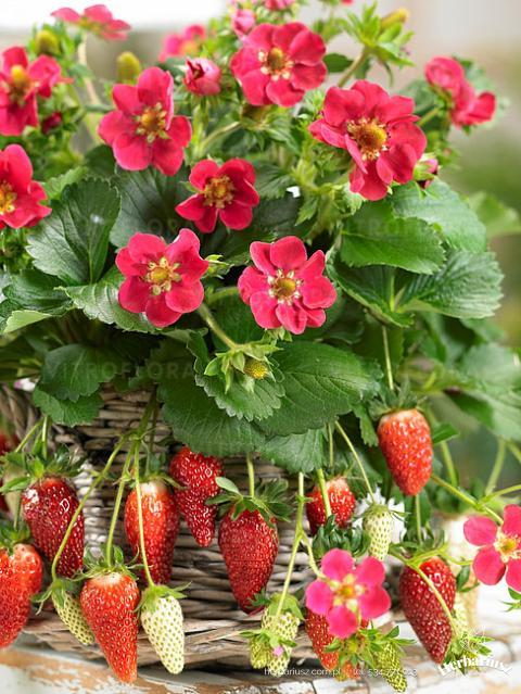 Truskawka wisząca - powtarzająca Fragaria Tristan Cherry 