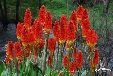  Trytoma groniasta Kniphofia Alcazar - WYSOKA