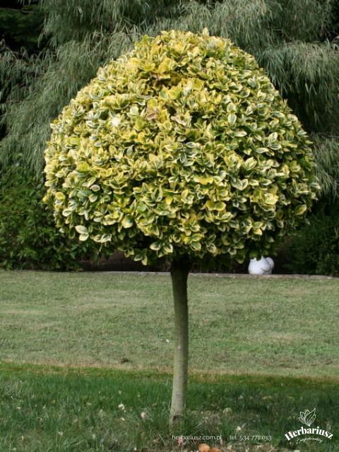  Trzmielina Fortune'a - - Szczepiona wys-70-150cm