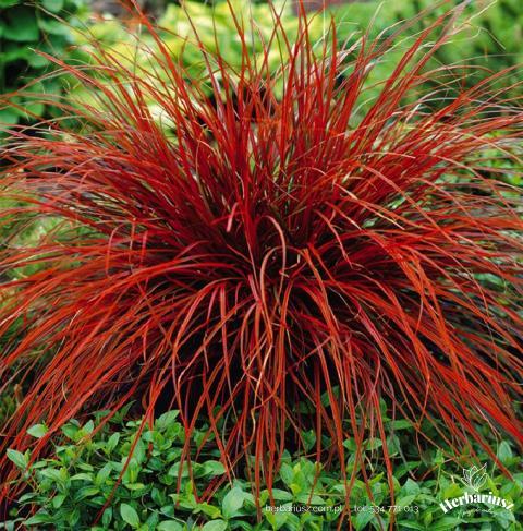 Uncinia czerwona Everyflame 26