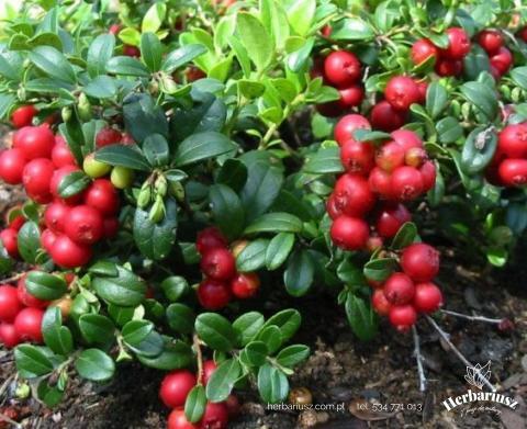 Żurawina wielkoowocowa Pilgrim - Vaccinium