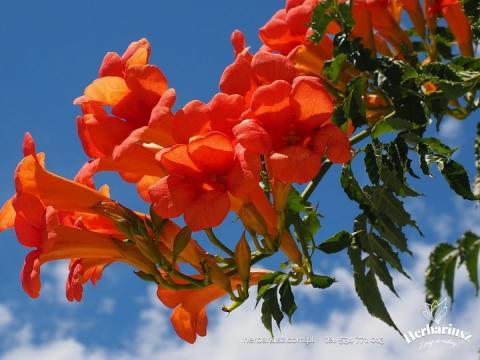 Milin amerykański URSYNÓW - Campsis radicans 