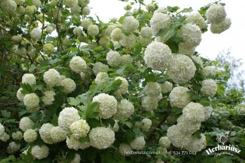 Kalina koralowa Roseum - Viburnum fragrans Nanum