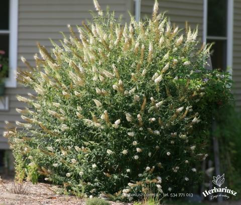 Budleja Davida White Profusion - Buddleja davidii 26