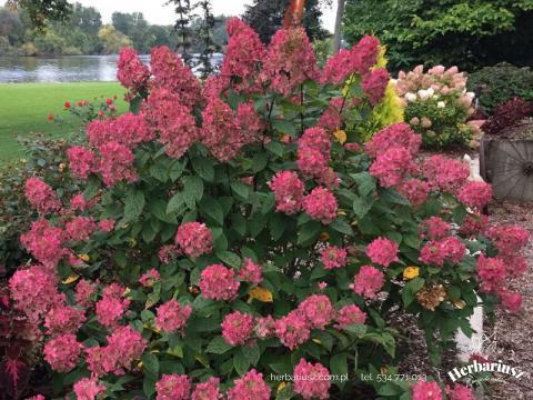 Hortensja bukietowa Hydragea Wim's Red 26