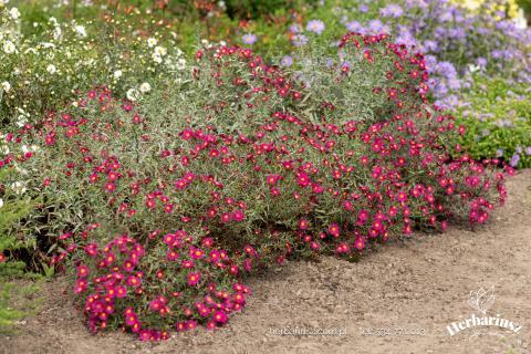 Aster Nowobelgijski Winston Churchill - wysoki
