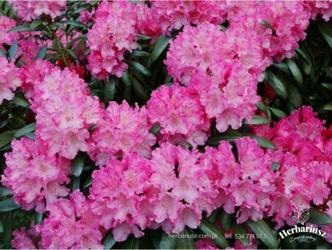 Rhododendron Kalinka 26