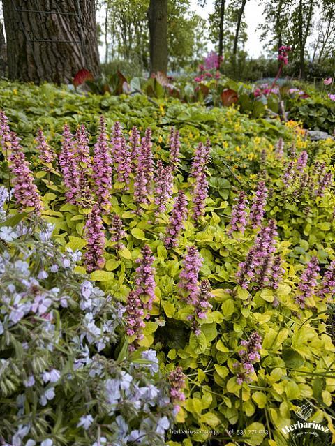 Dąbrówka rozłogowa Glod Chang - Ajuga reptans