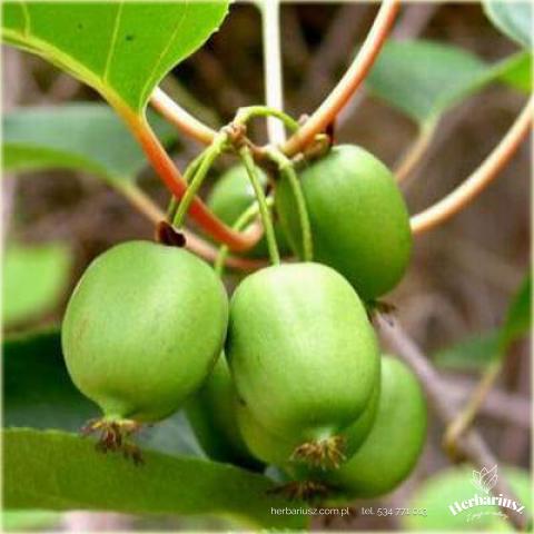 Mini Kiwi Actinidia Issai 