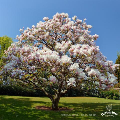 Magnolia Alba Superba 26
