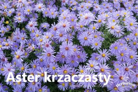 Aster krzaczasty - Marcinek niebieski