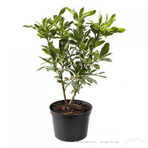 Azalia wielkokwiatowa Apricot 