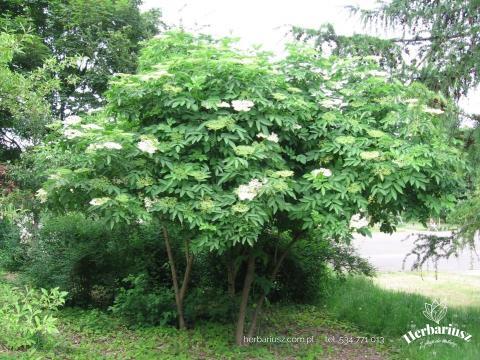 Bez czarny Sampo - Sambucus nigra