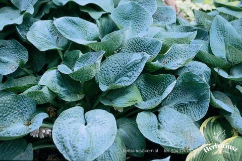 Hosta Funkia Big Daddy 26