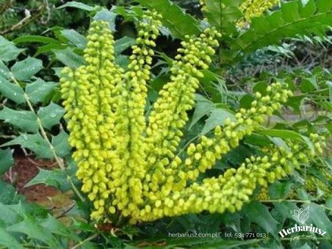 Mahonia Winter Gold - Zimozielona 26