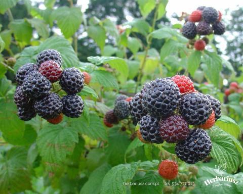 Malinia czarna Black Jawel - Letnia