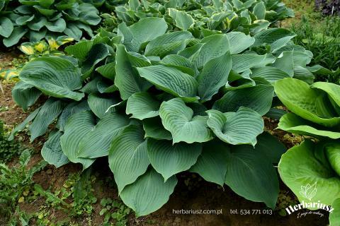 Hosta Funkia Blue Angel - Niebieska XXL 
