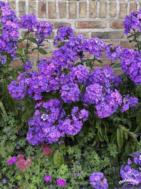 Floks Płomyk wiechowaty Blue Paradise - Phlox paniculata