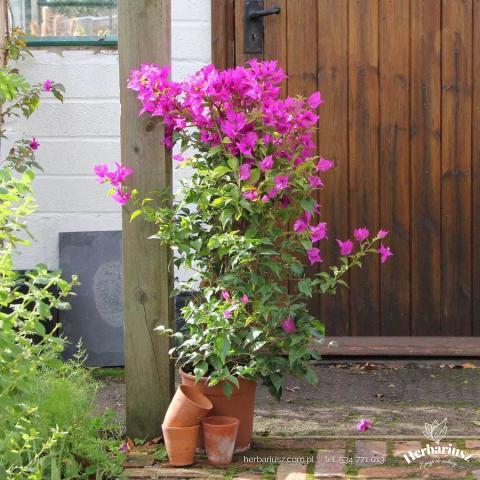 Bougainvillea Piramid - Pnącze 26
