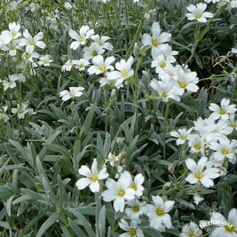 Rogownica kutnerowata 
