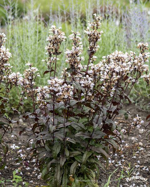 Penstemon palczasty Żółwik 'Husker Red' - Penstemon digitalis